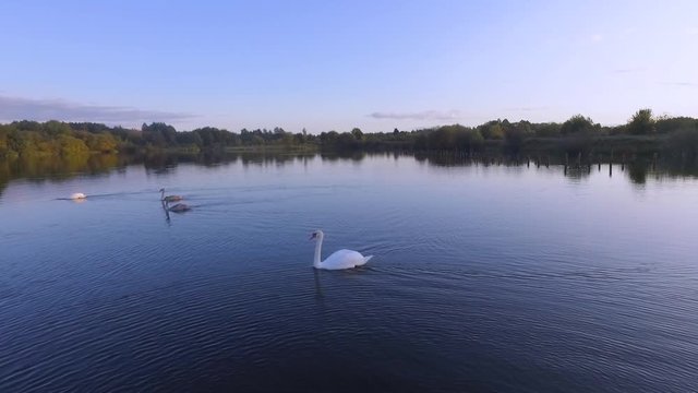 Aerial drone footage of a herd of swans swimming in a lake.