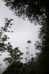 Cocora valley unusual landscape with Ceroxylon quindiuense, wax palms.