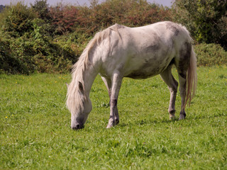 Obraz na płótnie Canvas One white horse in a green field grazing grass, Selective focus.