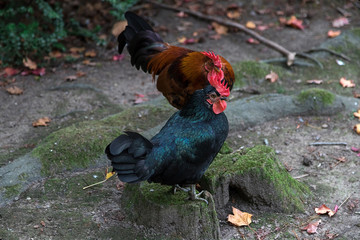 Colored cocks in the wild.