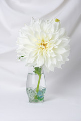 close up of white dahlia flower in a clear vase a white background. elegant white flower. vertical orientation.