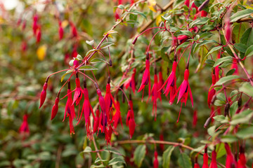 Fuchsia regia flowers on branch, soft focus