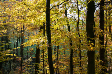 Herbstwanderung auf dem Patensteig im Extertal. Dieser befindet sich im Naturpark Teutoburger Wald...