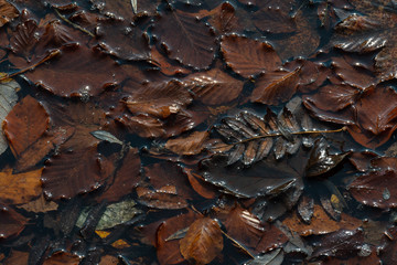 Herbstlaub treiben im Wasser