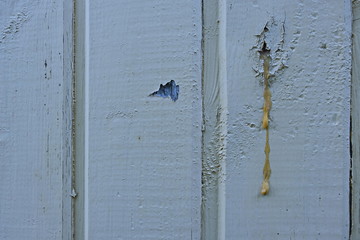 Wooden boards are painted in ight blue color with a pronounced texture. The paint is old and peeling. The texture of the tree is visible. Wall, it can be used as background and photo Wallpaper.
