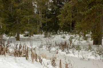 Russian winter forest