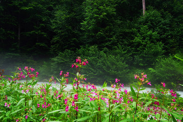 Mist over a mountain river in Bavaria, Germany, Europe