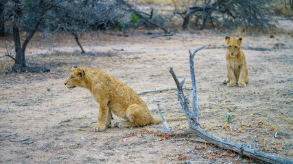 young lions in kruger national park, mpumalanga, south africa 9