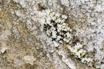 Ice crystals on frozen log