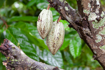 Cocoa beans still hanging on the tree, ripe and ready to be harvested. A little farm in Bali,...