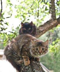 Scared tabby and s kittens are sitting on a branch on apple tree