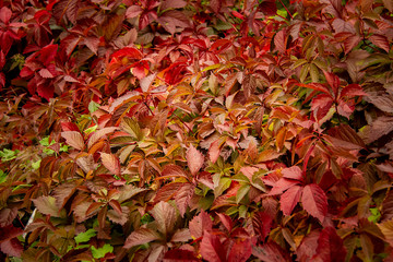 Branches of wild grapes with red leaves and orange leaves. Withering nature in the forest. Golden autumn.  October, ecology, environment, organic, leaf.