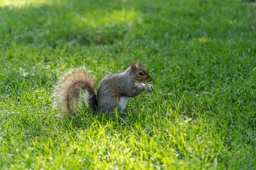 A squirrel eating nuts on the grass with sunlihgt in boston public garden