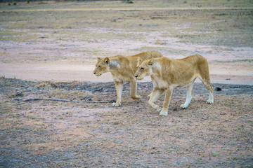 lions in kruger national park, mpumalanga, south africa 6