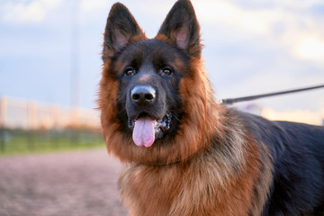 A picture of shepherd dog looking to side, sticks out its tongue, against blue of sky, grass. Close-up portrait of dogs muzzle. Walking pet in autumn. Horizontal shot of animal