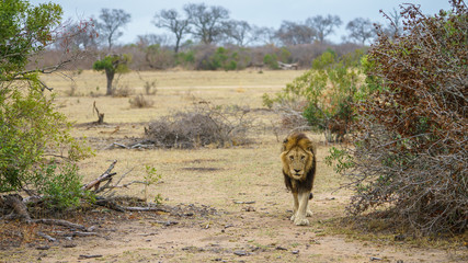 male lion in kruger national park, mpumalanga, south africa 11