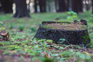A lonely old fir tree stump in the park, blackened by time, covered with green moss and sprinkled with needles.