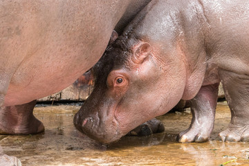 Cute little Hippo
