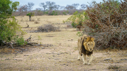 male lion in kruger national park, mpumalanga, south africa 15