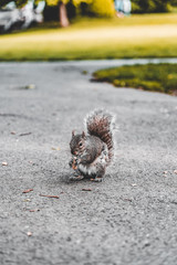 A squirrel eating nuts on the grass with sunlihgt in boston public garden