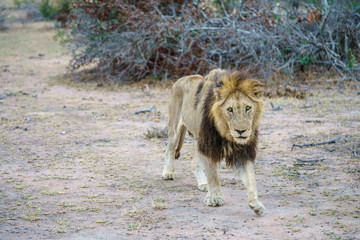 male lion in kruger national park, mpumalanga, south africa 16