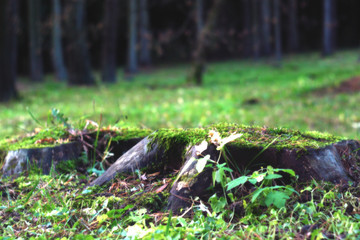 A lonely old fir tree stump in the park, blackened by time, covered with green moss and sprinkled with needles.