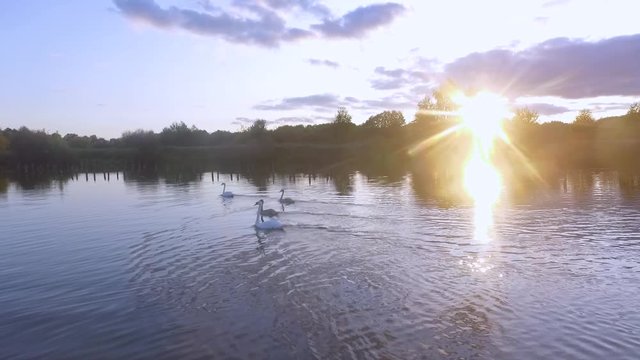 Aerial drone footage of a herd of swans swimming in a lake.