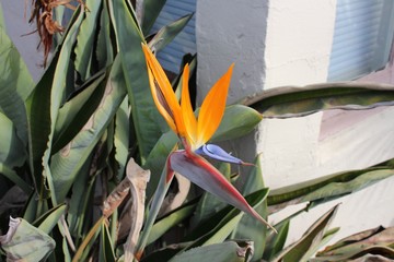 Closeup bird of paradise flower