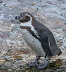 Penguin Upright
