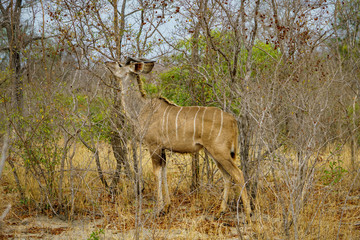 antelope in kruger national park, mpumalanga, south africa 5