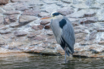 Grey Heron closeup