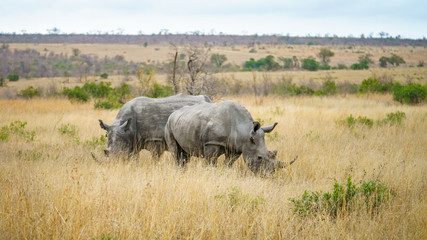 white rhinos in kruger national park, mpumalanga, south africa 8