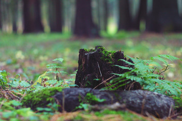 Obraz premium A lonely old fir tree stump in the park, blackened by time, covered with green moss and sprinkled with needles.