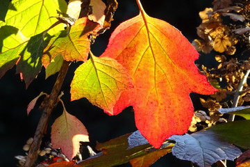 Herbstliche Stimmung  im Park, rote Blätter in der Sonne 