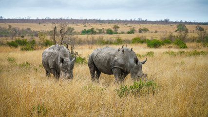 white rhinos in kruger national park, mpumalanga, south africa 24