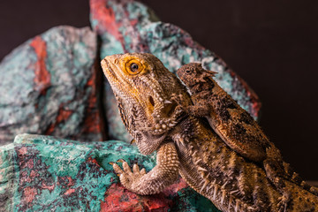 Bearded Dragon with Horn Toad