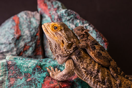 Bearded Dragon with Horn Toad