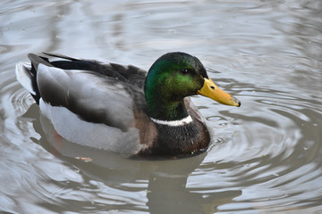 mallard duck