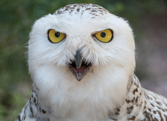 Aggressive Snowy Owl
