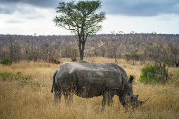 white rhinos in kruger national park, mpumalanga, south africa 42