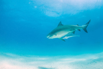 Bull shark at the Bahamas