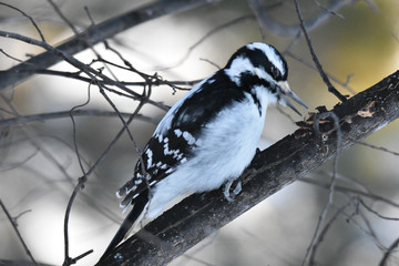 Woodpecker, beak open