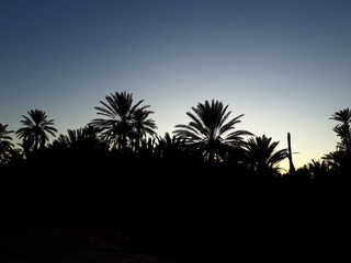 A vew of palm trees in the oasis of Figuig at sunset