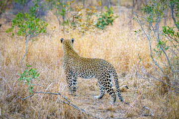 leopard in kruger national park, mpumalanga, south africa 2