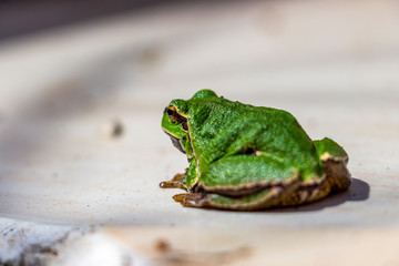 Close-up of a cute little European tree frog, Hyla arborea in the village of Krum, Southern Bulgaria, shallow depth of field, selective focus, abstract picture