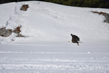 Eagle soaring