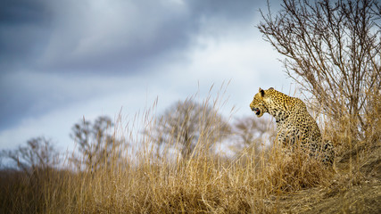 leopard in kruger national park, mpumalanga, south africa 99