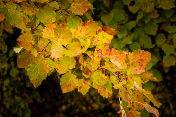 A branch of aspen trees with bright colored leaves. Ecology, environment, nature. Background, Wallpaper.