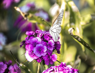 The white butterfly extracts pollen from the flower.