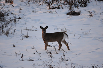 Bambi